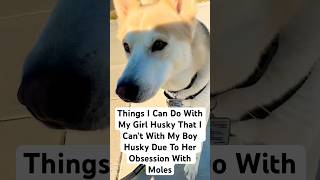 Husky is obsessed with mole holes siberianhusky funnydogvideo [upl. by Derwin]