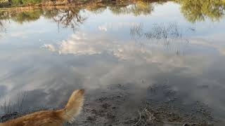 Desert Spadefoot Toads surface after heavy Monsoon Rain 🌧️ [upl. by Ezana575]