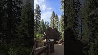 SEQUOIA NATIONAL PARK shorts youtubeshorts viralvideo youtube shortvideo sequoianationalpark [upl. by Clayson]