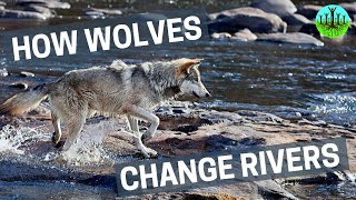 How Wolves Change Rivers [upl. by Yuma]