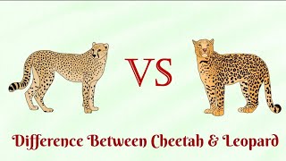 Cheetah Vs Leopard Who hunt at night [upl. by Ttirrej]