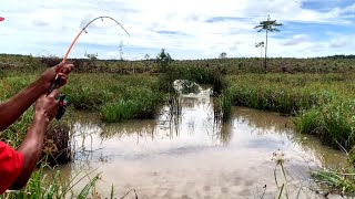 Ganas nya Sambaran  Ikan penghuni rawa tengah hutan yang baru di buka [upl. by Hudis]