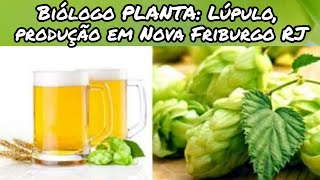 Biólogo PLANTA Lúpulo produção brasileira em Nova Friburgo Humulus lupulus [upl. by Anstus]