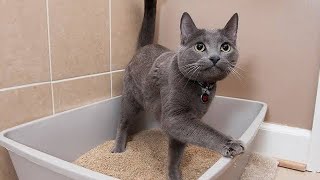 Why Is Your Cat Peeing Outside the Litter Box Causes and Solutions [upl. by Nyrehtak]