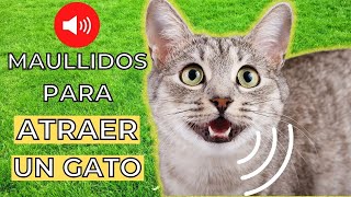 MAULLIDOS para ATRAER un GATO 🐱 Sonidos Para Gatos [upl. by Eussoj]