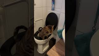 My cat is calling me to go to the toilet Meine Katze ruft mich ich solle auf die Toilette gehen [upl. by Ssecnirp900]