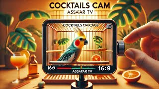 Cockatiel Cam A Day in the Cage  Assafar TV [upl. by Demetrius329]