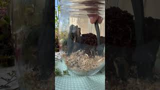 Terrarium making terrarium mushroom plants snail succulent garden nature [upl. by Kampmeier]