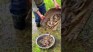 The process of catching loaches in paddy fields [upl. by Julienne]