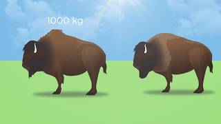 American Bison [upl. by Ines]