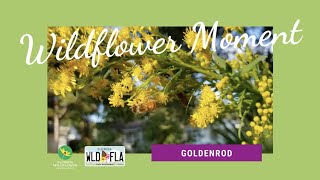 Wildflower Moment Goldenrod [upl. by Drye]