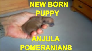 ARCHIE New born Pomeranian puppy  Anjula Pomeranians Toypoms [upl. by Dorsman631]