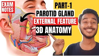 parotid gland external features anatomy  external features of parotid gland anatomy [upl. by Cadmann7]