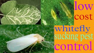 whitefly control  सफेद मक्खी नियंत्रण  all agriculture [upl. by Blount222]