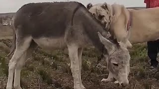 Enormous Anatolian Shepherd😶 [upl. by Letnom863]