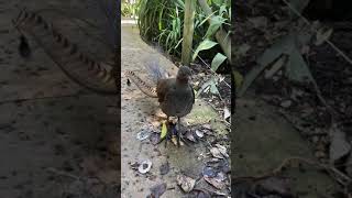 Lyrebird Australia Imitating other birds construction humans [upl. by Sihun]