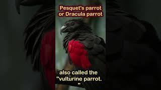 animals videos animal facts  animals for kids  Pesquets parrotor Dracula parrot [upl. by Noonberg]