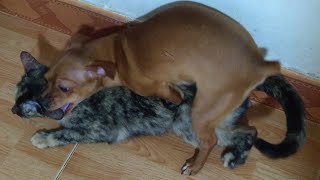 Dog Makes Love With Cat  Dog And Cat Mating Video [upl. by Ailefo409]