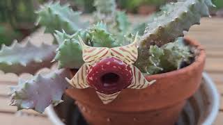 Huernia zebrina in bloom October 2024 [upl. by Ahtram]