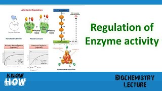 Regulation of enzyme activity [upl. by Westlund93]