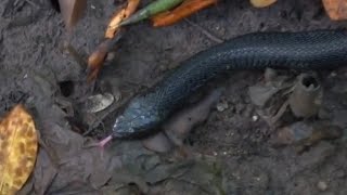 EQUATORIAL SPITTING COBRA in the mangroves of Singapore [upl. by Trilbee163]