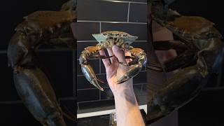 Costco Mud Crab from Newzealand shorts shortvideo malayalam food viralvideo viralshorts [upl. by Dasie]