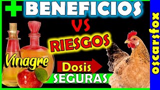 VINAGRE de manzana para GALLINAS👉Dosis ✅Beneficios 🚨 Riesgos para gallinas y pollos 2022 [upl. by Bartolemo131]