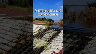 La recuperación del Lago de Texcoco naturaleza [upl. by Victory784]