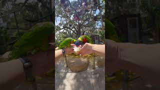 POV Youre visiting your feathered friends over at Lory Landing 🦜 [upl. by Kare813]