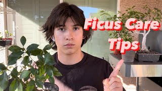 Tips For Ficus CareHow to Keep Your Ficus Healthy and Happy JboosPlantsBonsai plantcare [upl. by Boff]