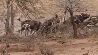 Wild dog eating Warthog live 20151125 [upl. by Nayk314]