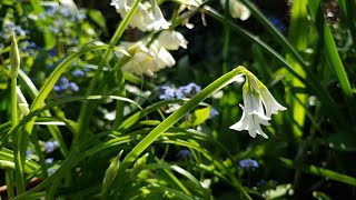 a beautiful tasty garlicky wild herb the threecornered leek Allium triquetrum [upl. by Niltag]