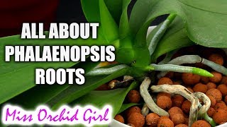 Understanding Phalaenopsis Orchid roots  All you should know [upl. by Legra820]