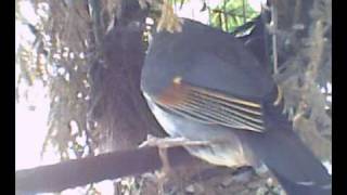 Japanse nachtegaal Pekin robin builing nest [upl. by Ennaylloh61]