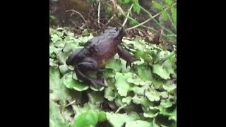 Boy finds ‘extinct’ frog in Ecuador [upl. by Yart343]