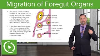 Foregut Organs Omentum amp Mesenteries – Embryology  Lecturio [upl. by Anaek214]