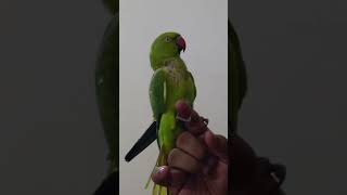 Parrot kisses 😘  parrot love overloaded [upl. by Bourn]