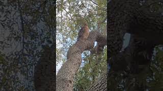 Red Shouldered Hawk Precariously Balanced on Vertical Section of Live Oak Tree Oviedo Florida [upl. by Nomal]