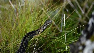 Vipera berus in the grass [upl. by Nnaeerb]