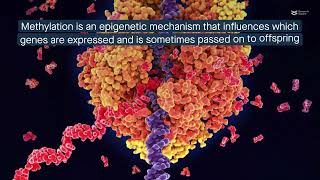 New mechanism for plant growthpromoting bacteria modifying the plants’ DNA methylation pattern [upl. by Llorre927]