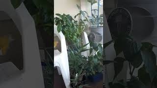 Collards Green Peppers Ginger Pineapple Sweet Potatoes Balcony Garden🍍🧅🍠🥬 [upl. by Vudimir]