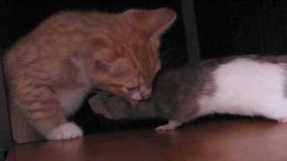 Cat Meets Rats [upl. by Nannah]