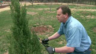 Pruning Evergreens into Formal Shapes [upl. by Sibylle]