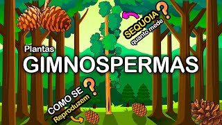 GIMNOSPERMAS – O GRUPO DAS PLANTAS TERRESTRES GIGANTES [upl. by Vinita]