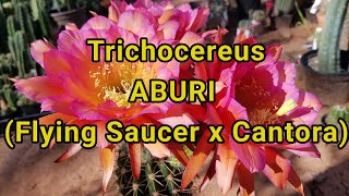 Cactus Video Trichocereus Hybrid ABURI [upl. by Hescock]