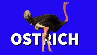 OSTRICH MATING [upl. by Cullie]