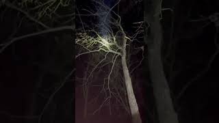 Treed december coonhound viralvideo hounds walker [upl. by Kopple701]