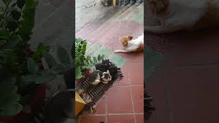 automobile 小熊猫 artist cat 大熊猫 jcb 国宝大熊猫 funny 電子熊猫 farming [upl. by Atteselrahc]