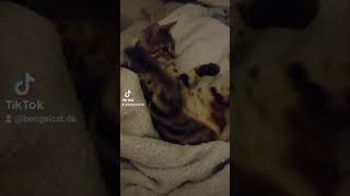 carmencat cat bengalcat catlover bengalkatze kitten carmen love [upl. by Binnings]