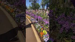 75th Toowoomba Carnival of Flowers 2024 [upl. by Dougy]